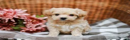 Maltipoo dogs for sale: Dawson - Ad 5