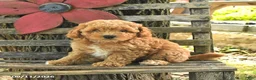 Havapoo dogs for sale: Toby - Ad 3