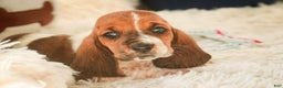 Basset Hound dogs for sale: Atticus - Ad 1