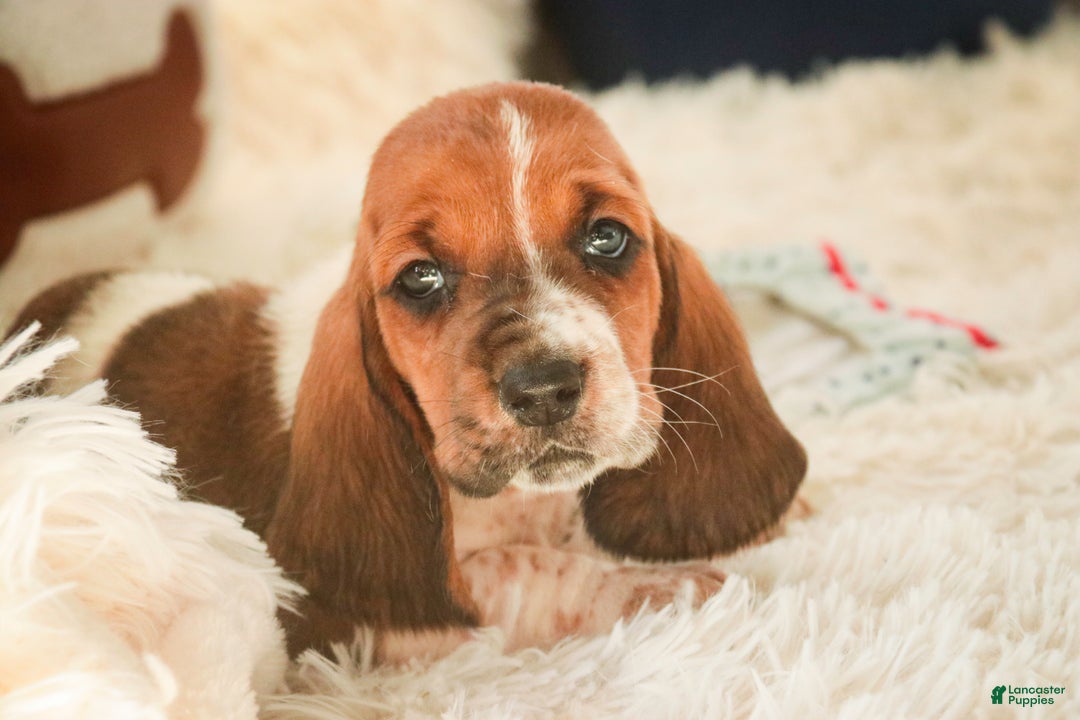 Basset Hound dogs for sale: Atticus - Ad 1