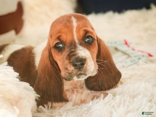 Basset Hound dogs Atticus - Ad 13