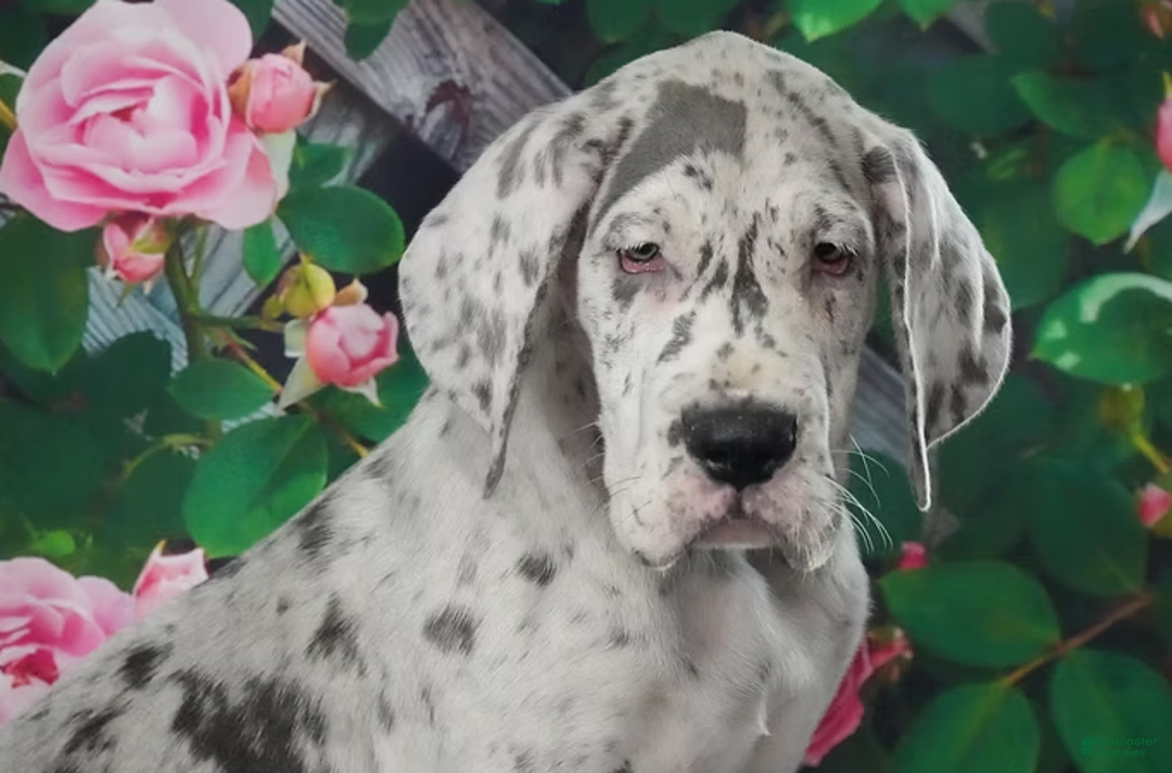 Great Dane dogs for sale: Rita - Ad 2