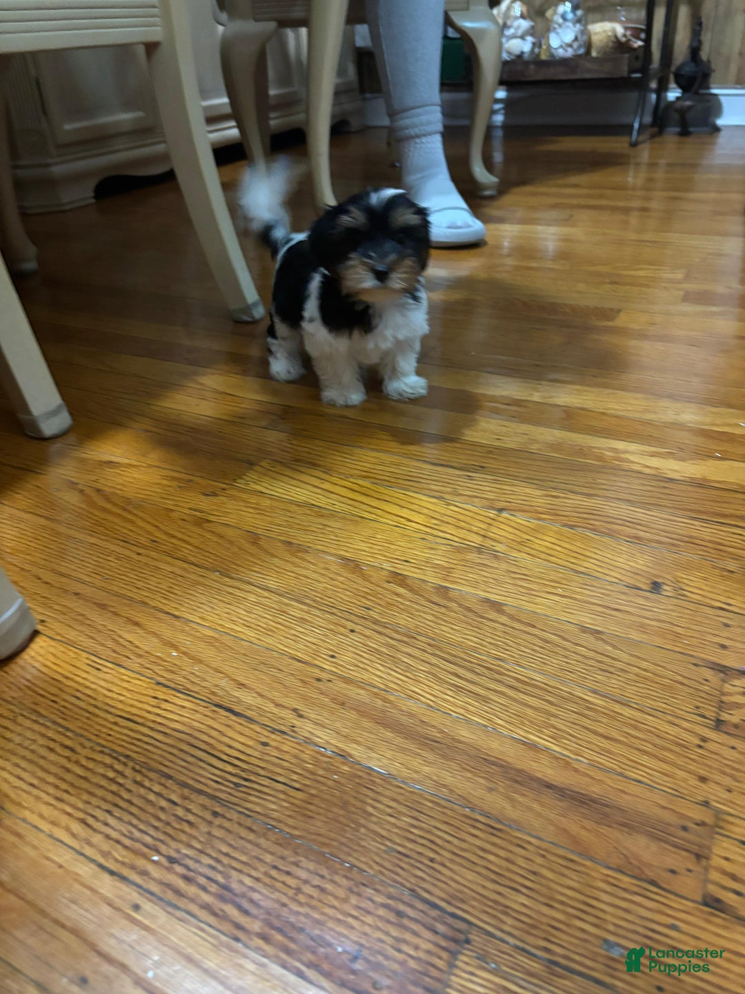 Biewer Terrier dogs for sale: Puppy - Ad 7
