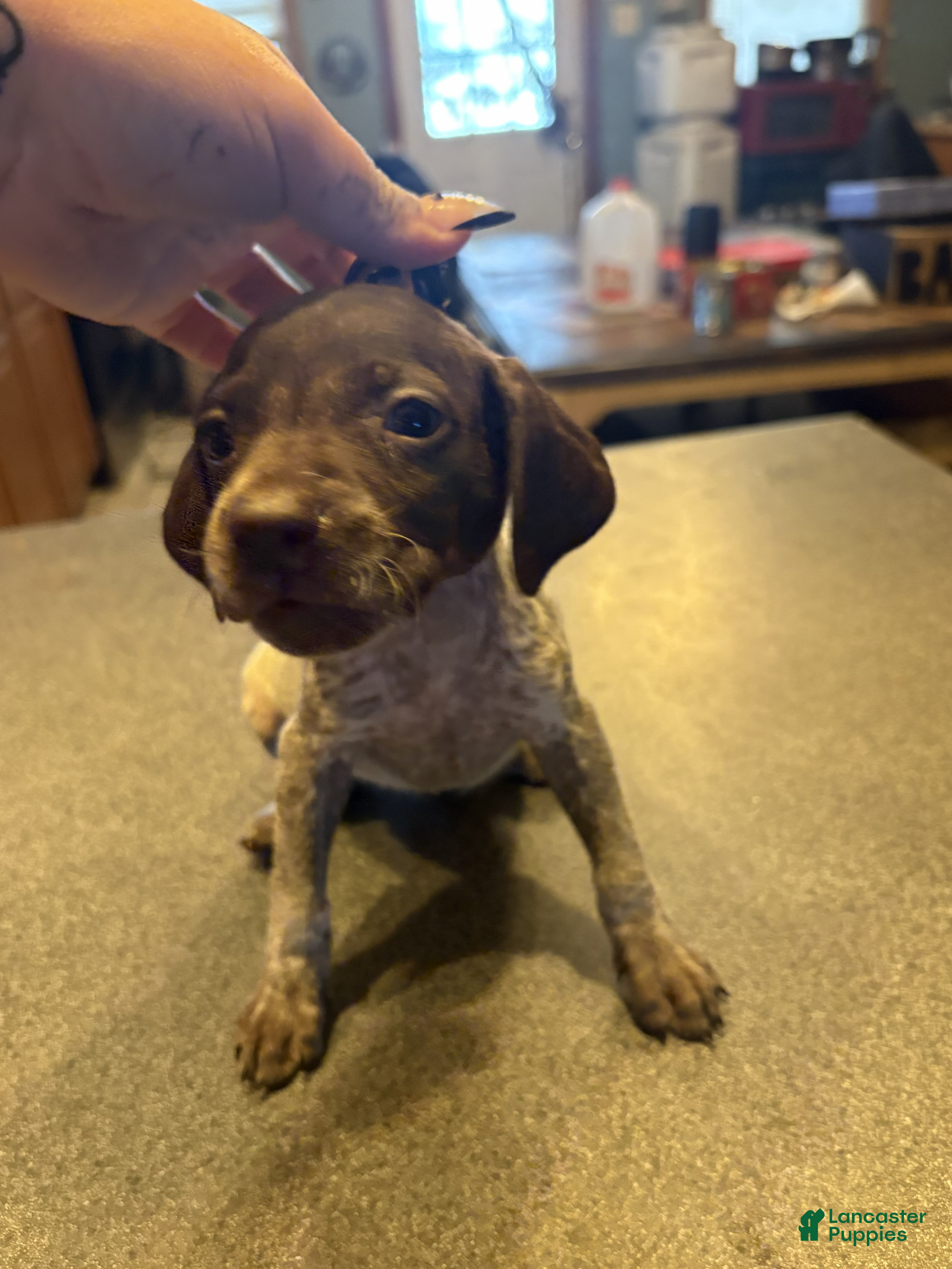 German Shorthaired Pointer dogs Pipit - Ad 6