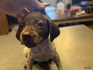 German Shorthaired Pointer dogs Pipit - Ad 6