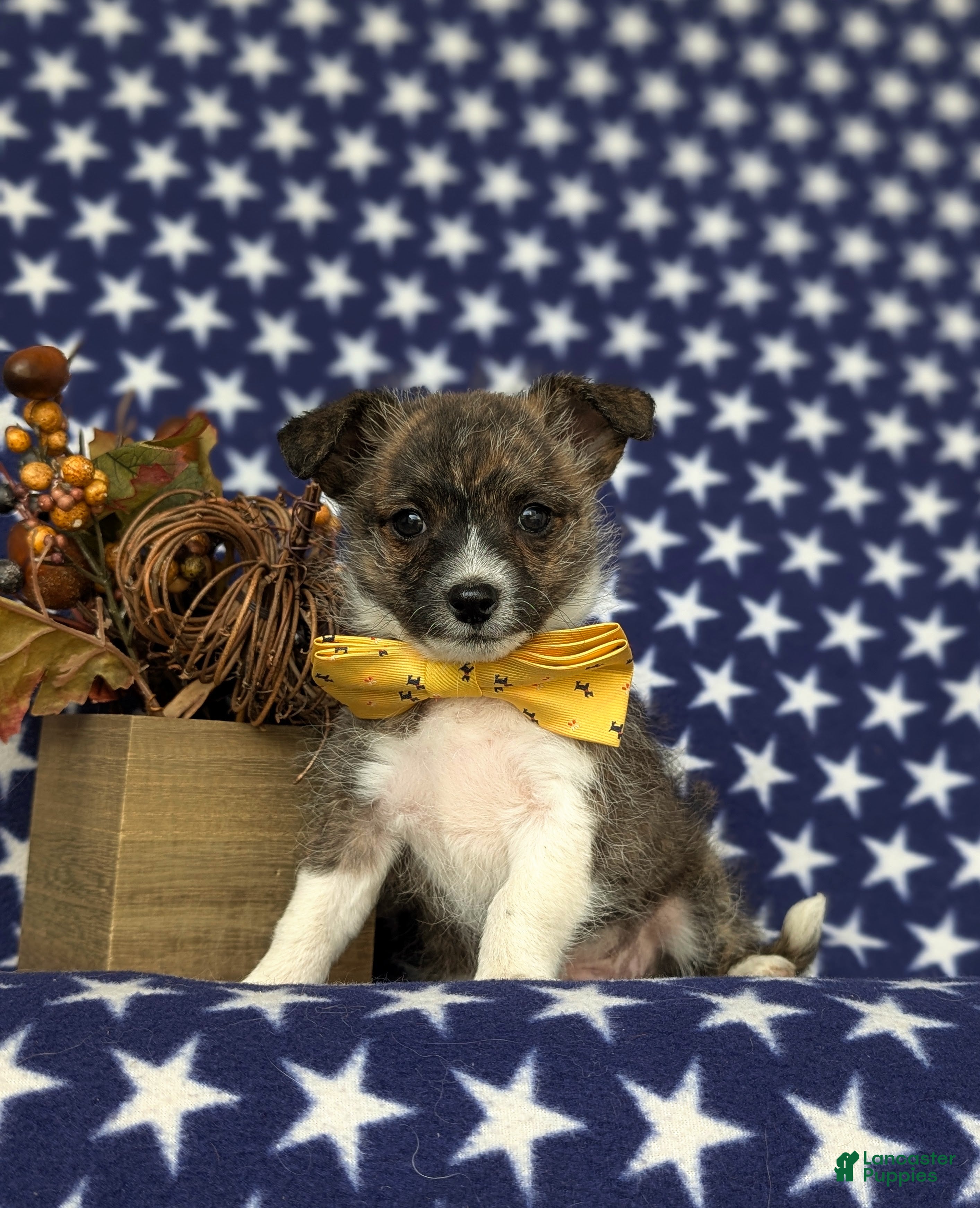 Mixed Breed dogs Rover 10 lbs Full Grown - Ad 23