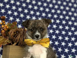 Mixed Breed dogs Rover 10 lbs Full Grown - Ad 11