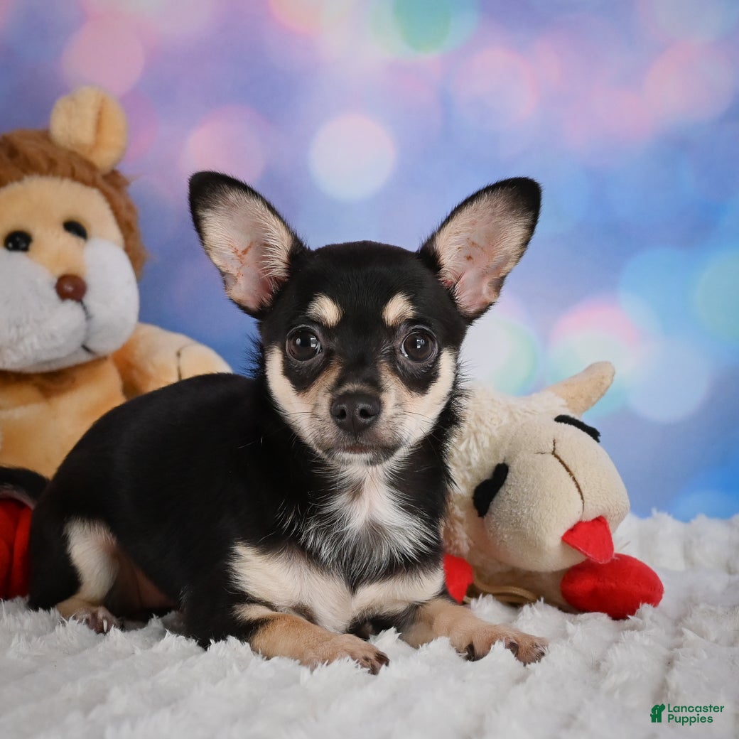 Chihuahua dogs Callie - Ad 2