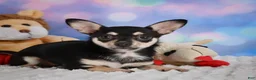 Chihuahua dogs for sale: Callie - Ad 2