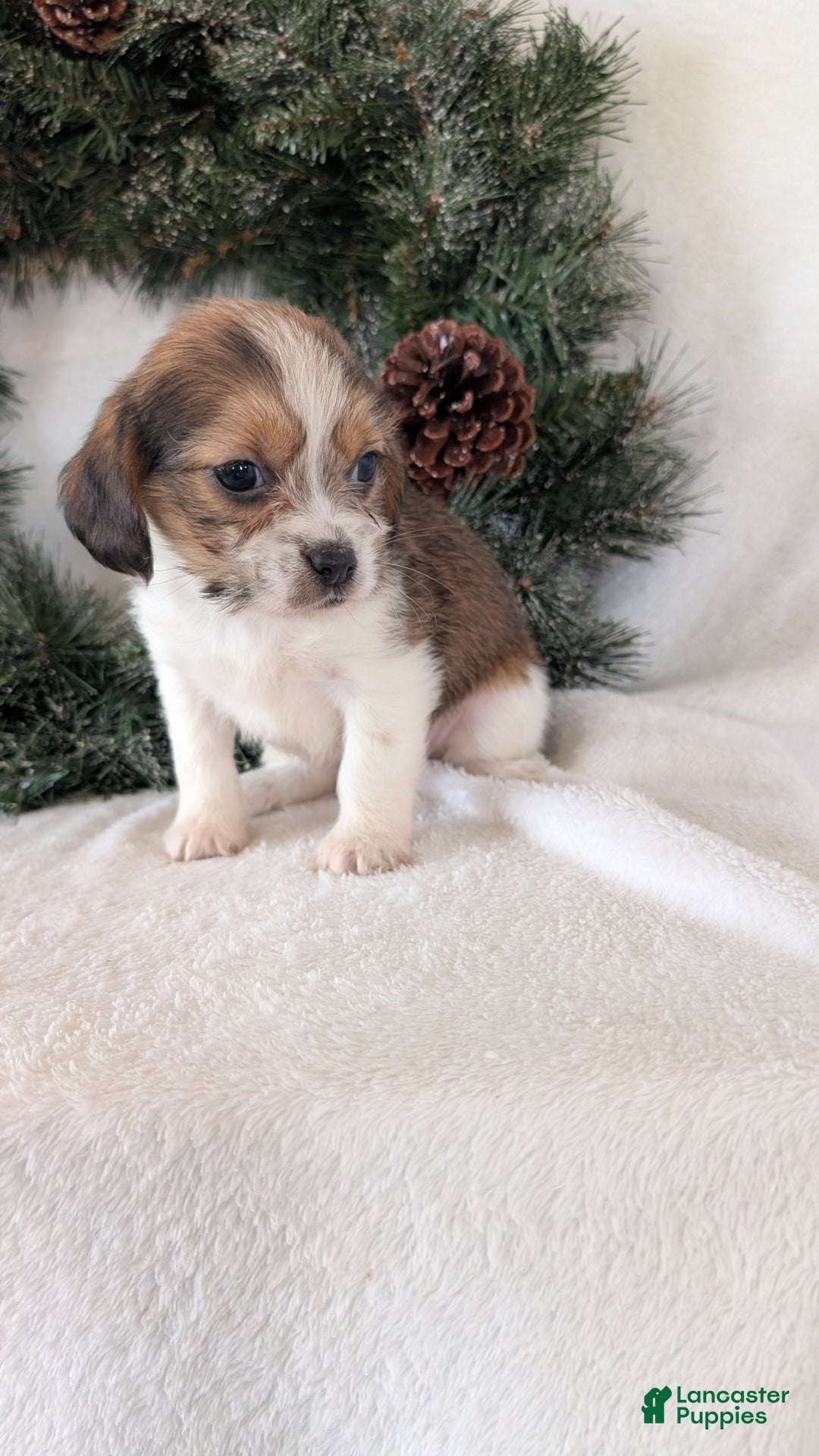 Mixed Breed dogs for sale: Mia  - Ad 3