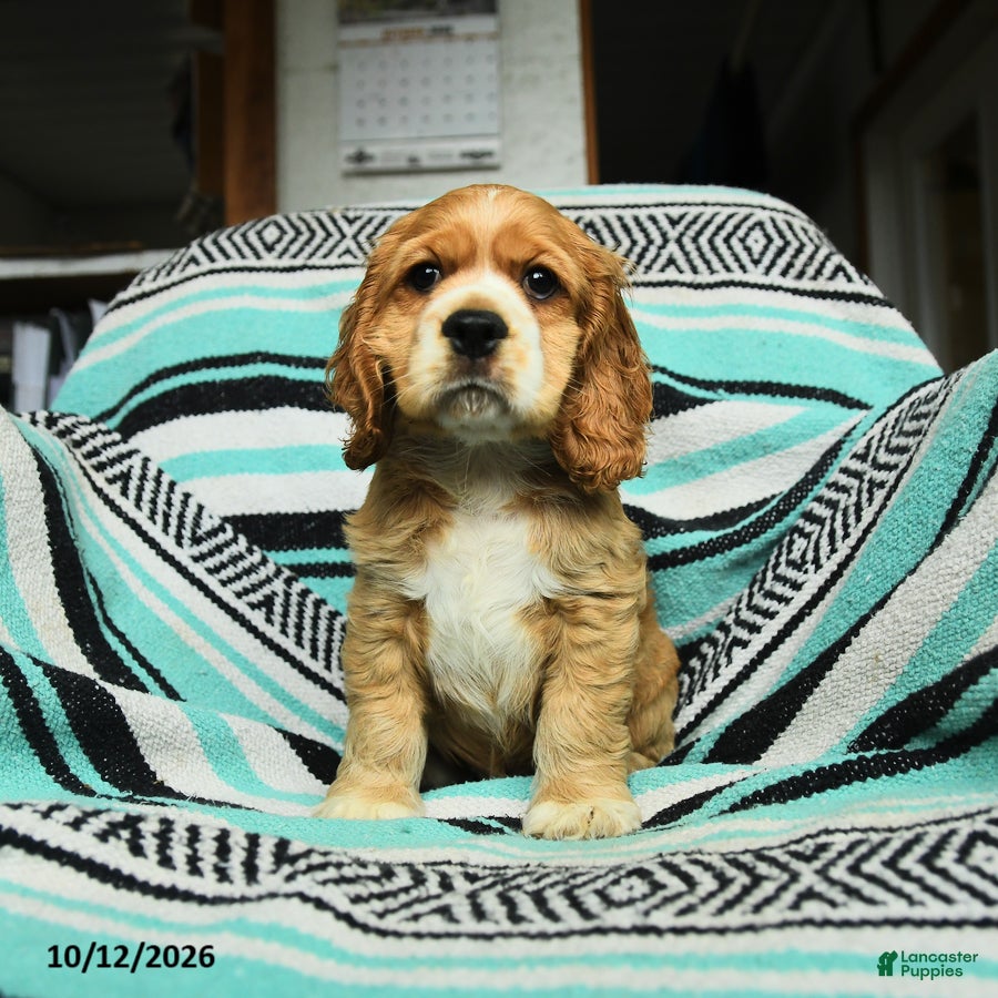 Cocker Spaniel dogs Crandle - Ad 1