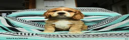 Cocker Spaniel dogs for sale: Crandle - Ad 1