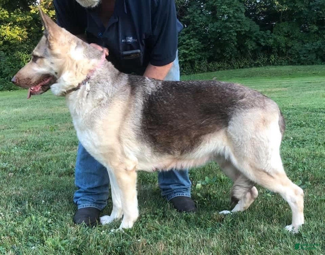 German Shepherd dogs for stud: Rafiki Von Moyer Haus - Ad 5