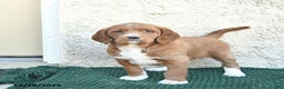 Labradoodle dogs for sale: Holiday  - Ad 1