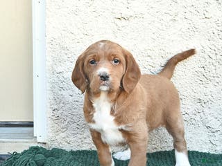 Labradoodle dogs Holiday - Ad 3