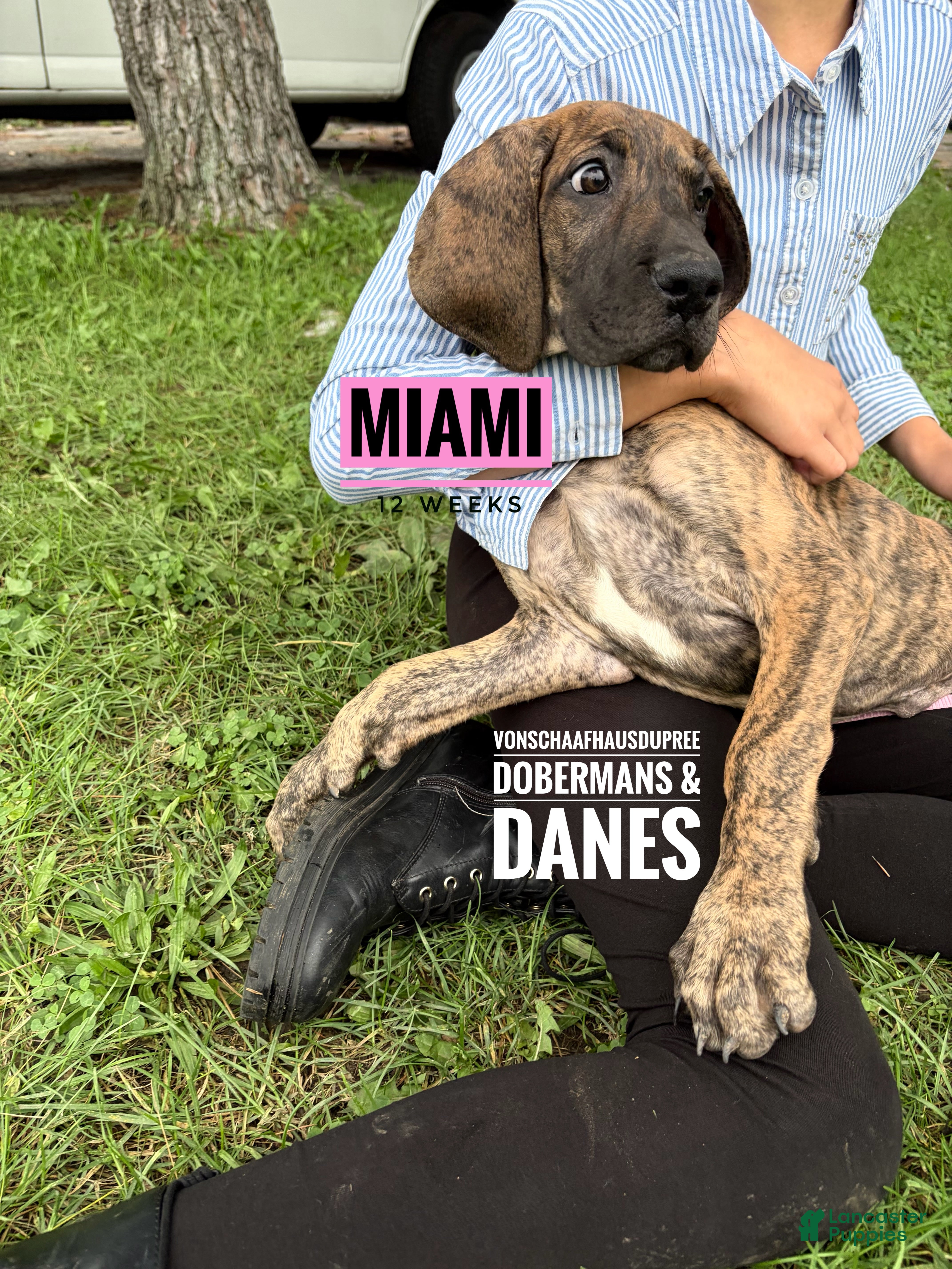 Great Dane dogs Miami - Ad 2