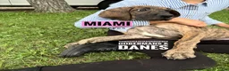 Great Dane dogs for sale: Miami - Ad 2