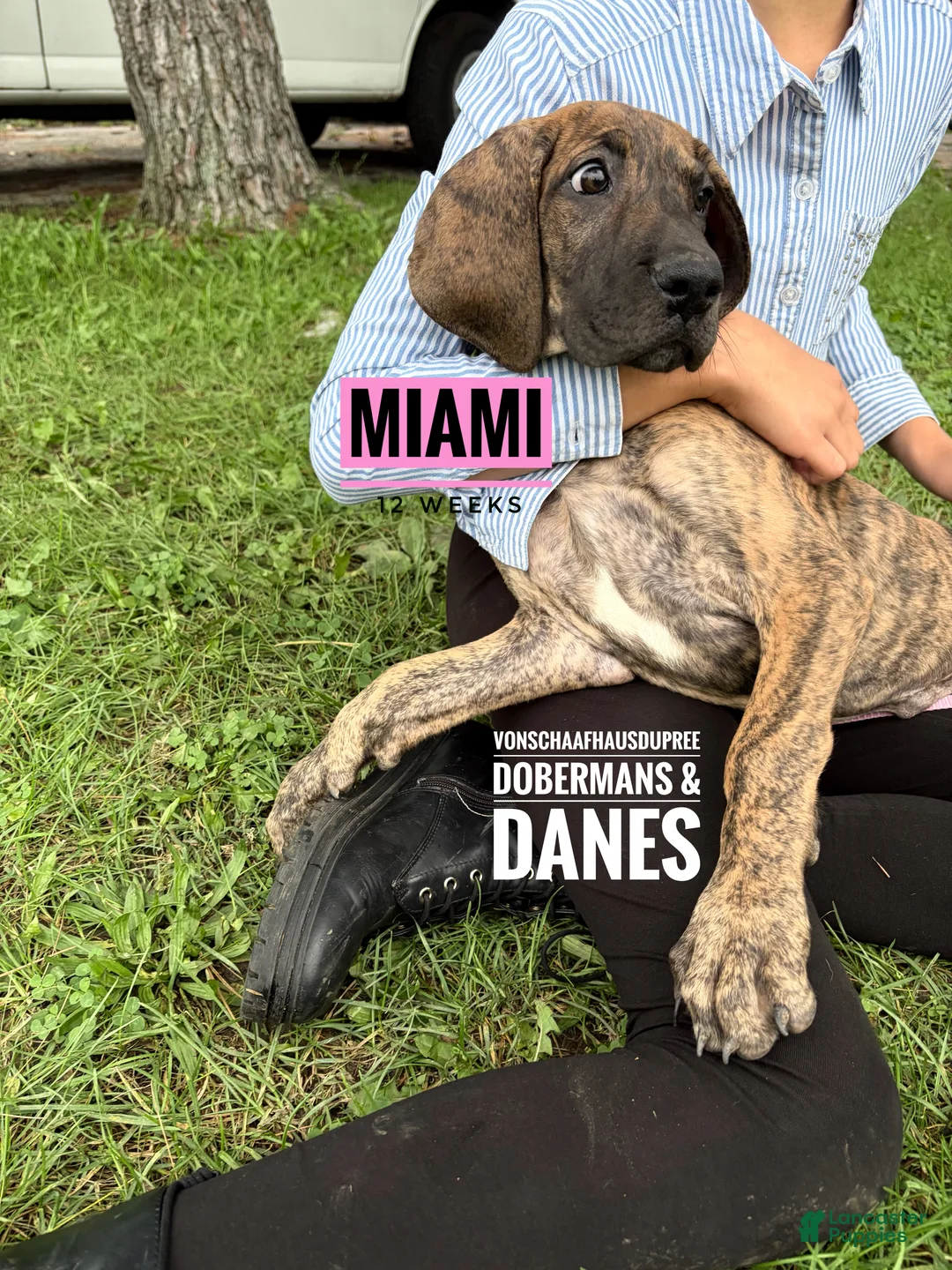 Great Dane dogs for sale: Miami - Ad 2