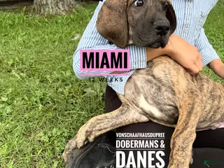 Great Dane dogs Miami - Ad 2