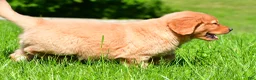 Golden Retriever dogs for sale: Turbo - Ad 5