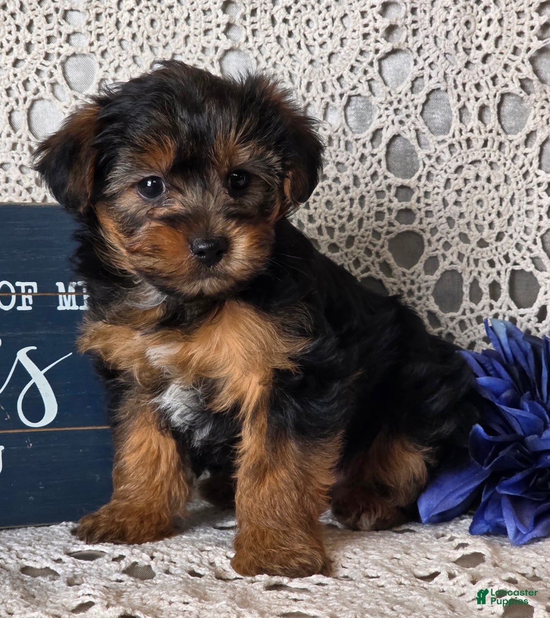 Yorkiepoo dogs for sale: Elvis - Ad 3