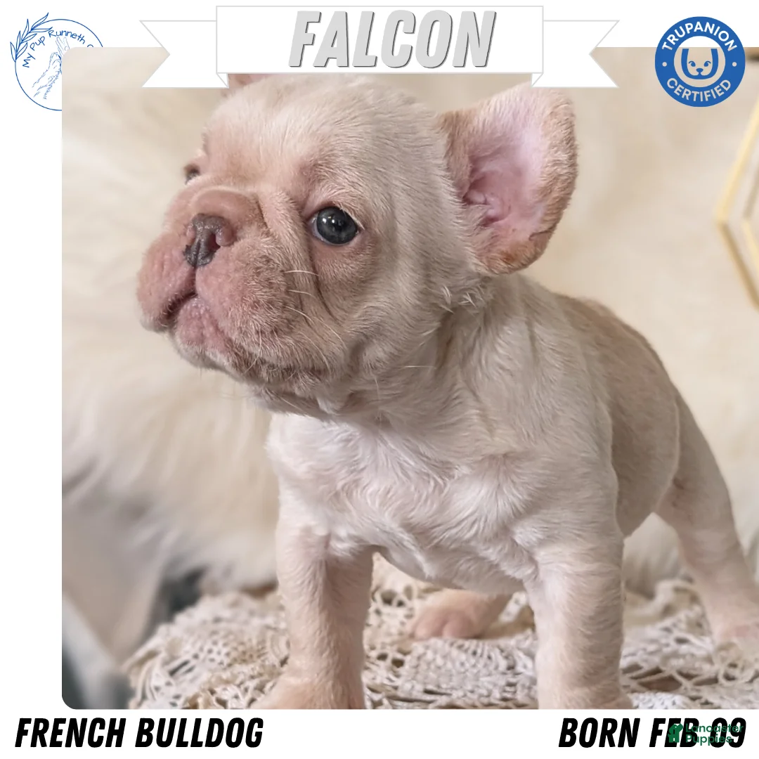 French Bulldog dogs for sale: Jax - Ad 1