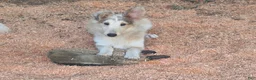 Shetland Sheepdog dogs for sale: Shetland Sheepdog 2 - Ad 2
