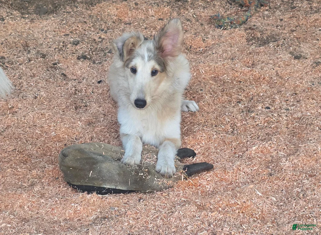 Shetland Sheepdog dogs for sale: Shetland Sheepdog 2 - Ad 2