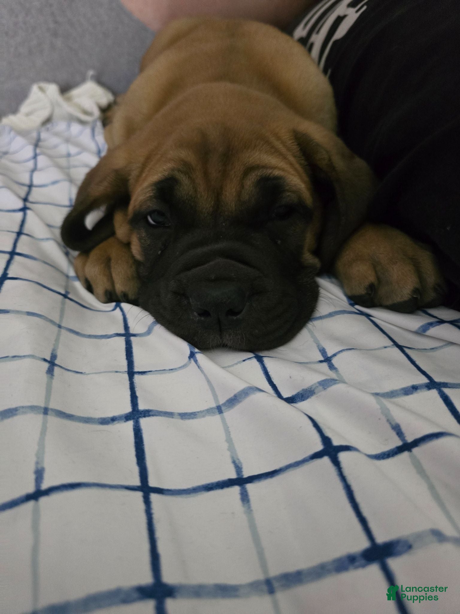 English Mastiff dogs English Mastiff 2 - Ad 28