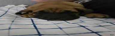 English Mastiff 2