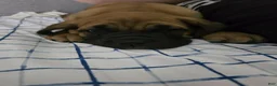 English Mastiff dogs for sale: English Mastiff 2 - Ad 1