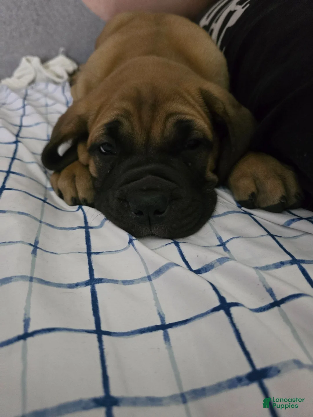 English Mastiff dogs for sale: English Mastiff 2 - Ad 1