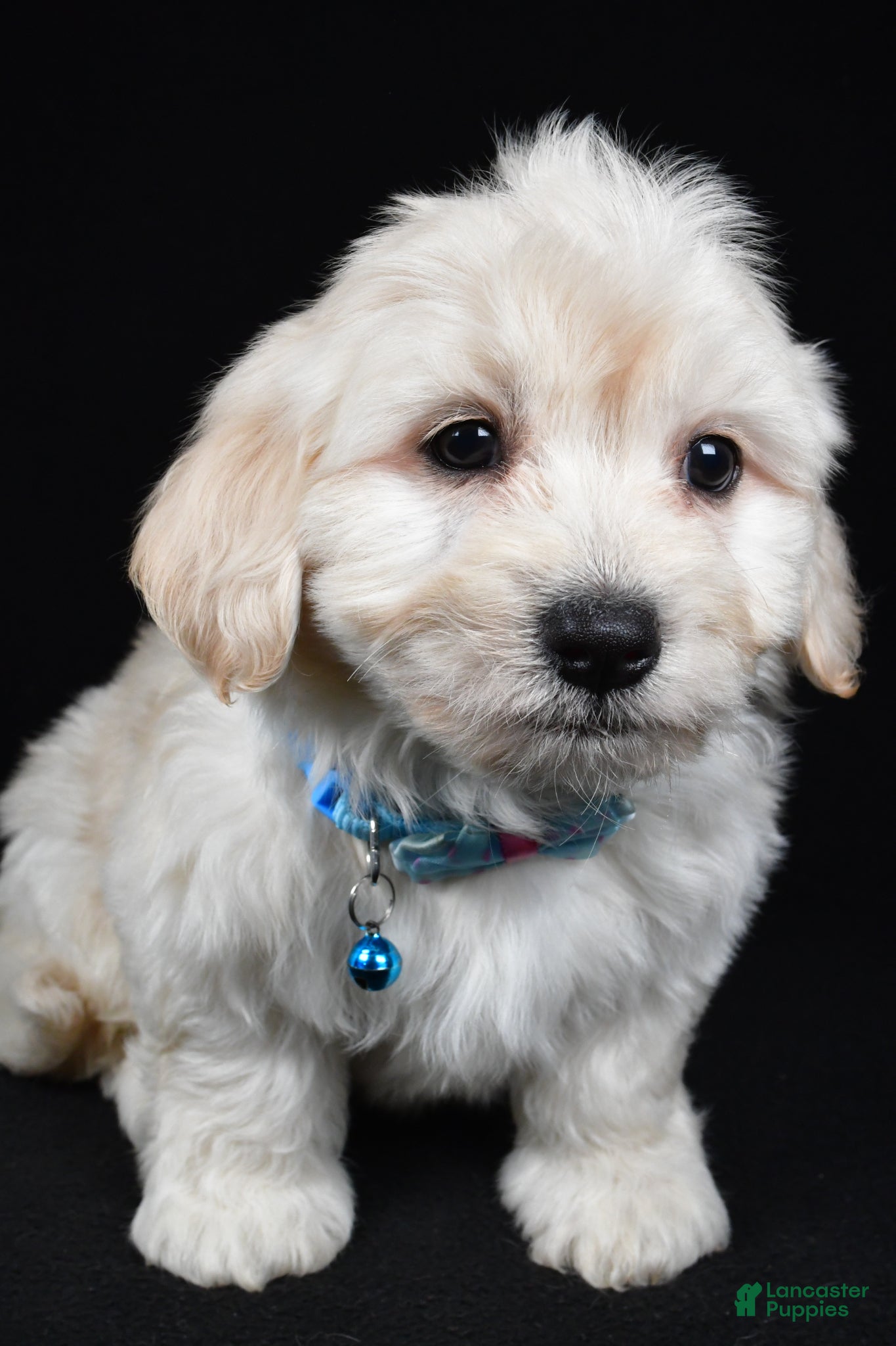 Maltipoo dogs Tommy - Ad 1