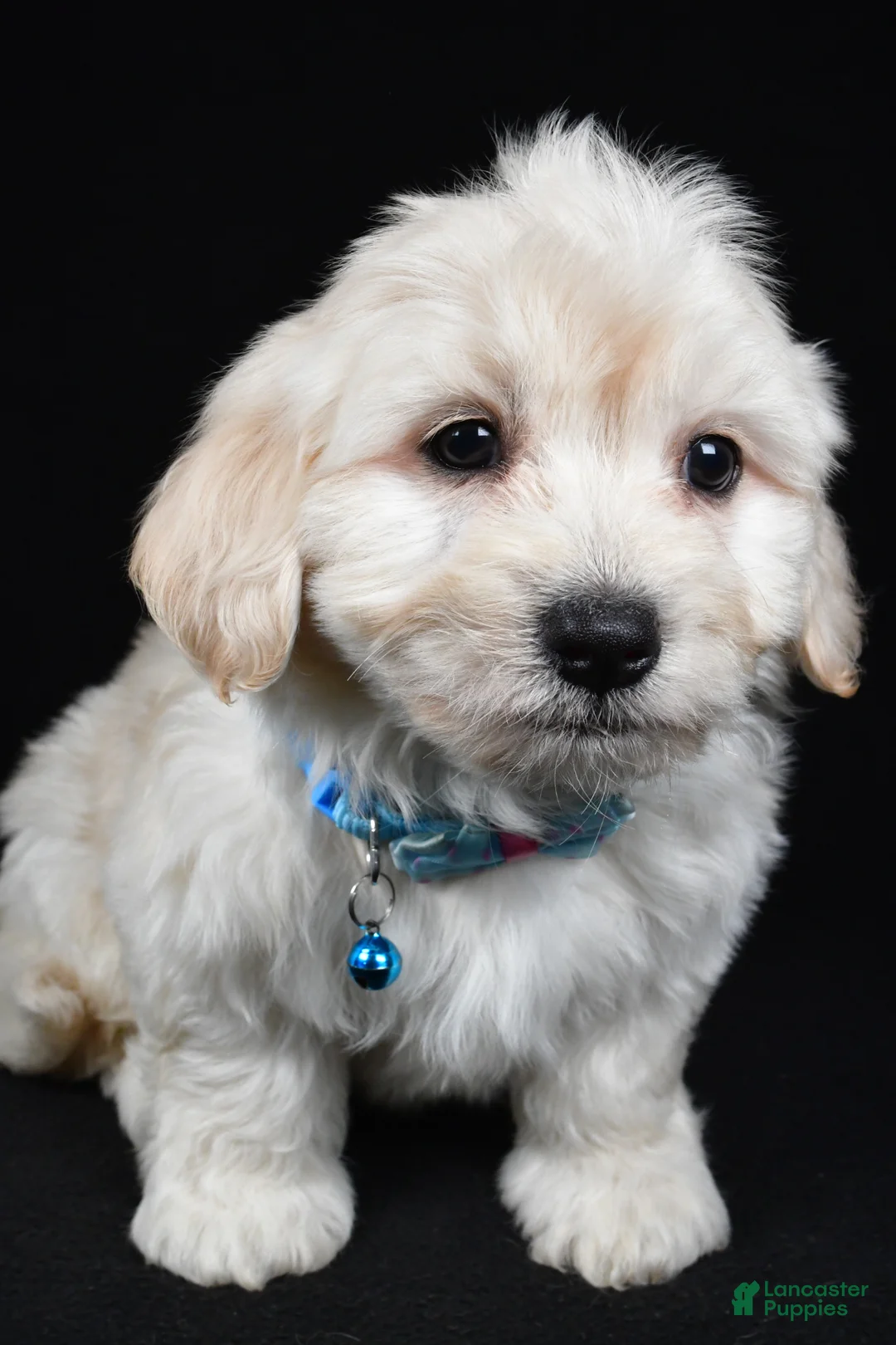 Maltipoo dogs for sale: Tommy - Ad 1