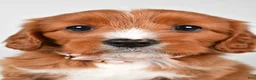 Cavapoo dogs for sale: Emmy - Ad 2