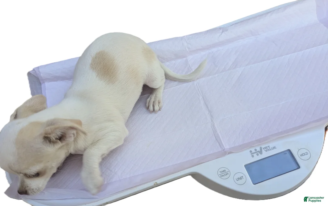 Chihuahua dogs for sale: Snow White Full AKC SC - Ad 3