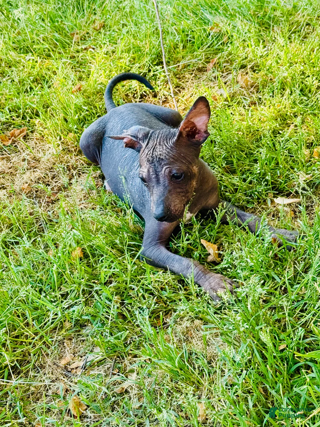Xoloitzcuintle dogs for sale: Xoloitzcuintle Puppy 1 - Ad 2