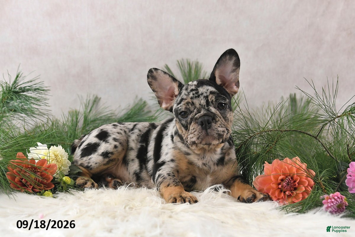 Frenchton dogs Megan - Ad 1