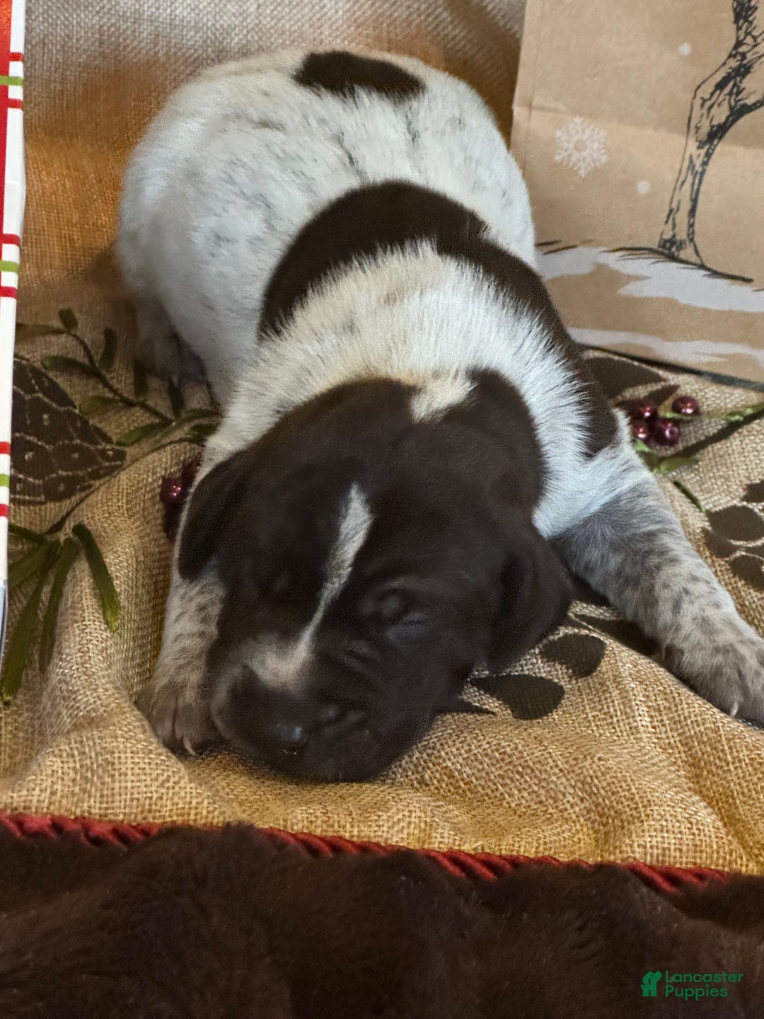 German Shorthaired Pointer dogs for sale: German Shorthaired Pointer Puppy 1 - Ad 2