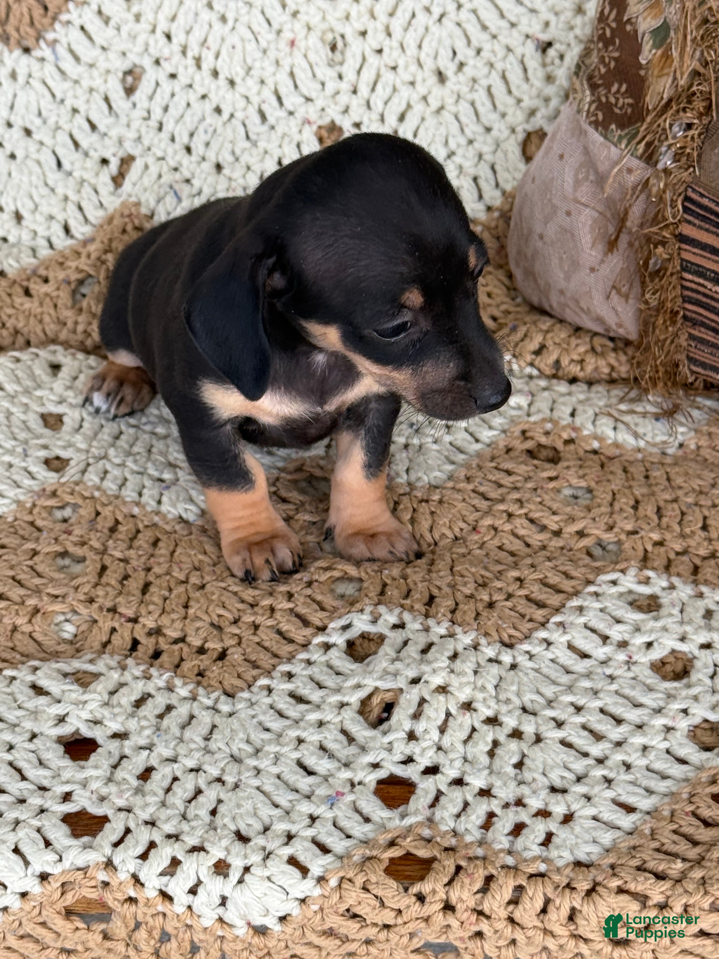 Miniature Dachshund dogs  Rocky - Ad 2
