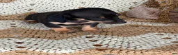 Miniature Dachshund dogs for sale:  Rocky - Ad 2