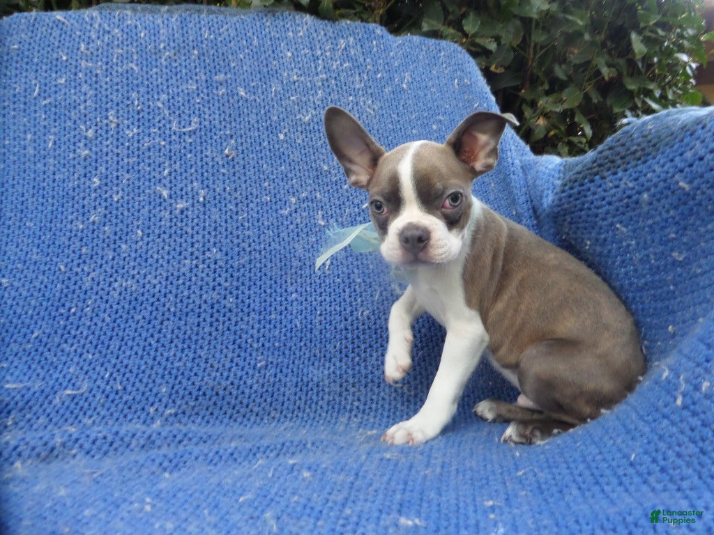 Boston Terrier dogs Bolt - Ad 6