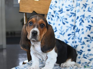Basset Hound dogs Duncan - Ad 12