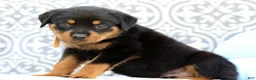 Rottweiler dogs for sale: Rusty - Ad 5