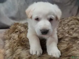 German Shepherd dogs Winter - Ad 39