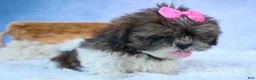 Shih Tzu dogs for sale: RUBY - Ad 6