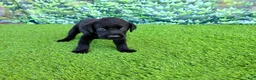 Labrador Retriever dogs for sale: Leo - Ad 5