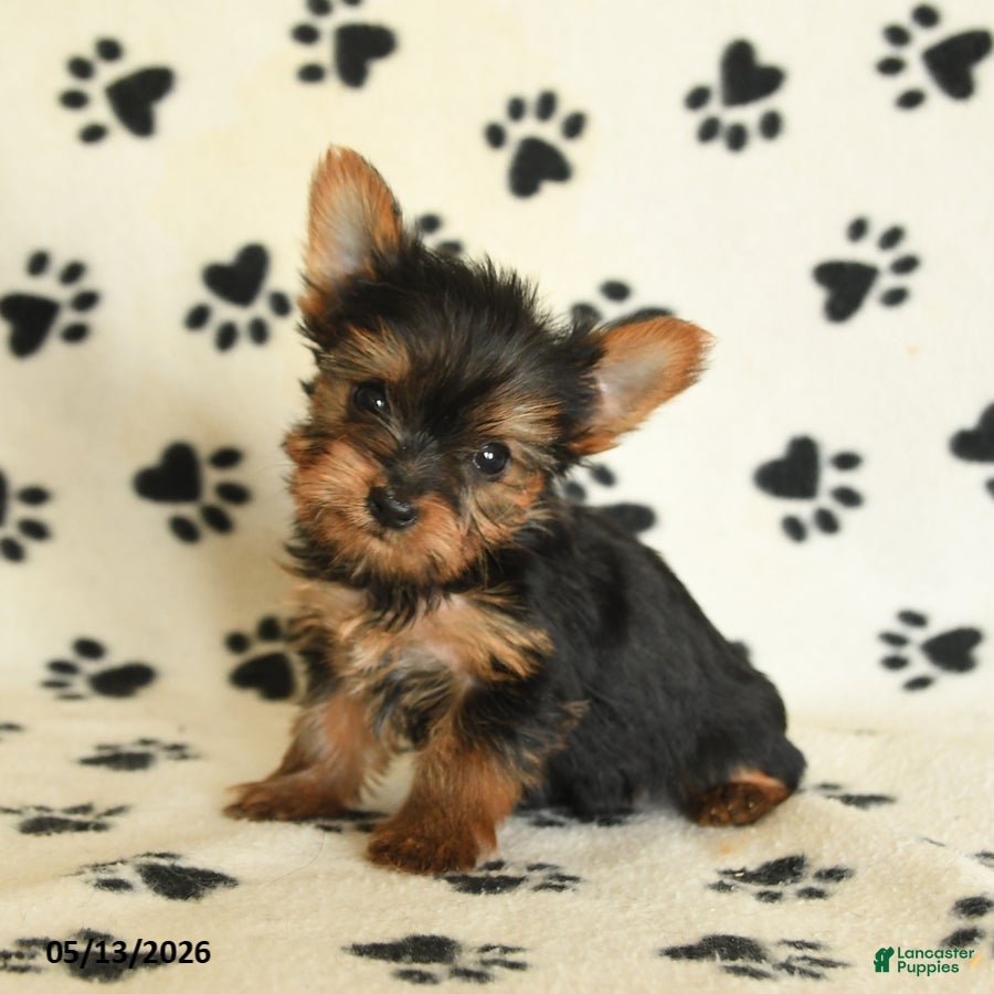 Yorkshire Terrier dogs Lulu - Ad 1