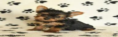 Lulu