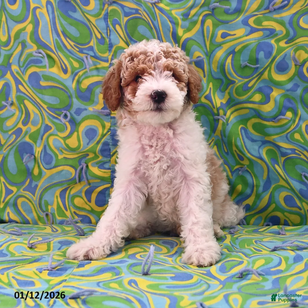 Goldendoodle dogs for sale: Holly - Ad 3